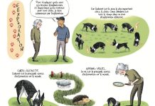 Comprendre Les Chiens Pour Noël Oubliez Vos Idées Comprendre Les Chiens Pour Noël Oubliez Vos Idées