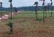 Zones Agricoles Protégées Boostent Production à Lekoumou Zones Agricoles Protégées Boostent Production à Lekoumou