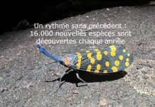 Nouvelles Espèces Et Chats Domestiqués Analyzés Par L’IA Nouvelles Espèces Et Chats Domestiqués Analyzés Par L'IA