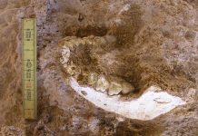 Découverte d’un Ancêtre Commun d’Homo Sapiens et Neandertal Découverte d'un Ancêtre Commun d'Homo Sapiens et Neandertal