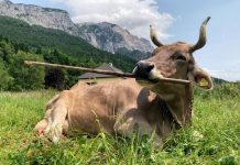 Vache Étonne les Chercheurs par Son Usage d’Outils Vache Étonne les Chercheurs par Son Usage d'Outils