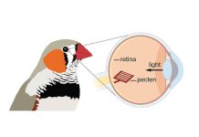 Un Paradoxe Biologique Résolu Sur La Rétine Des Oiseaux Un Paradoxe Biologique Résolu Sur La Rétine Des Oiseaux
