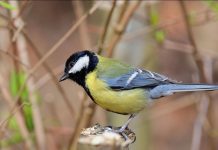 Compter les oiseaux pour mieux les protéger Compter les oiseaux pour mieux les protéger