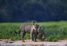 Femelles Jaguars Sauvages Miaulent Pour Communiquer Femelles Jaguars Sauvages Miaulent Pour Communiquer