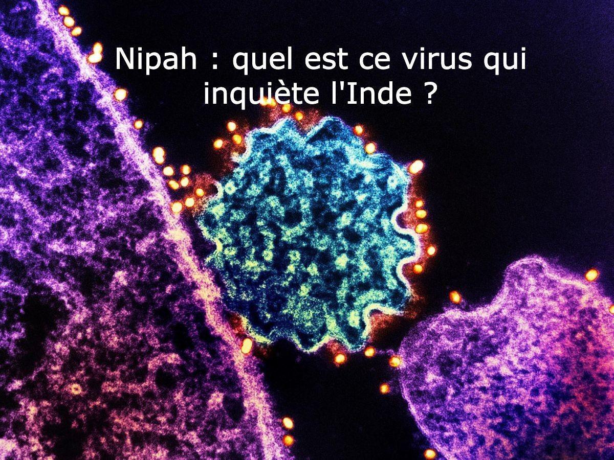 Virus Nipah et Céréulide: Actu Scientifique Brève Virus Nipah et Céréulide: Actu Scientifique Brève