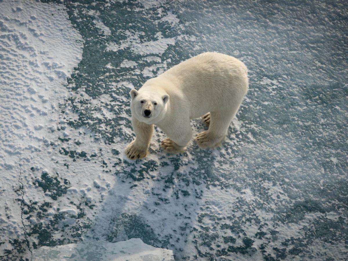 Ours Polaires En Bonne Santé Malgré Fonte Des Glaces Ours Polaires En Bonne Santé Malgré Fonte Des Glaces