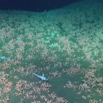 Merveilles Des Profondeurs Marines Argentines Merveilles Des Profondeurs Marines Argentines