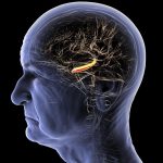 Déclin Cognitif Et Perte De Mémoire: Rétrécissement Cérébral Déclin Cognitif Et Perte De Mémoire: Rétrécissement Cérébral