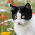 Selon L’Analyse de Leurs Poils, les Chats Seraient… Végans Selon L'Analyse de Leurs Poils, les Chats Seraient... Végans