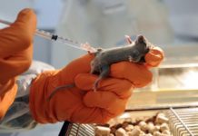 Élimination complète des tumeurs du pancréas chez la souris Élimination complète des tumeurs du pancréas chez la souris