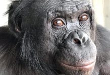 Un Bonobo Prouve L’Imagination Partagée Avec L’Homme Un Bonobo Prouve L'Imagination Partagée Avec L'Homme