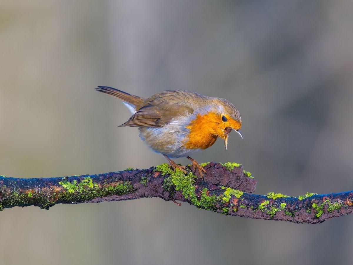 Bruit Et Reproduction Des Oiseaux: Solutions Disponibles Bruit Et Reproduction Des Oiseaux: Solutions Disponibles