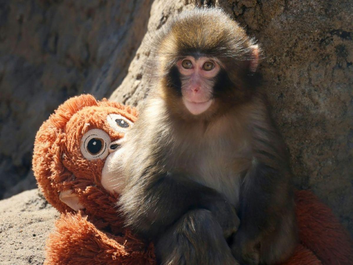 Accroche-Toi Punch: Un Bébé Macaque Fait Sensation Accroche-Toi Punch: Un Bébé Macaque Fait Sensation