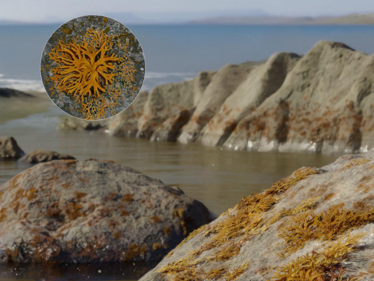 L'âge du plus ancien lichen connu L'âge du plus ancien lichen connu