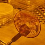 Capsule de l’humanité Gravée Sur La Lune Pour L’Éternité Capsule de l'humanité Gravée Sur La Lune Pour L'Éternité