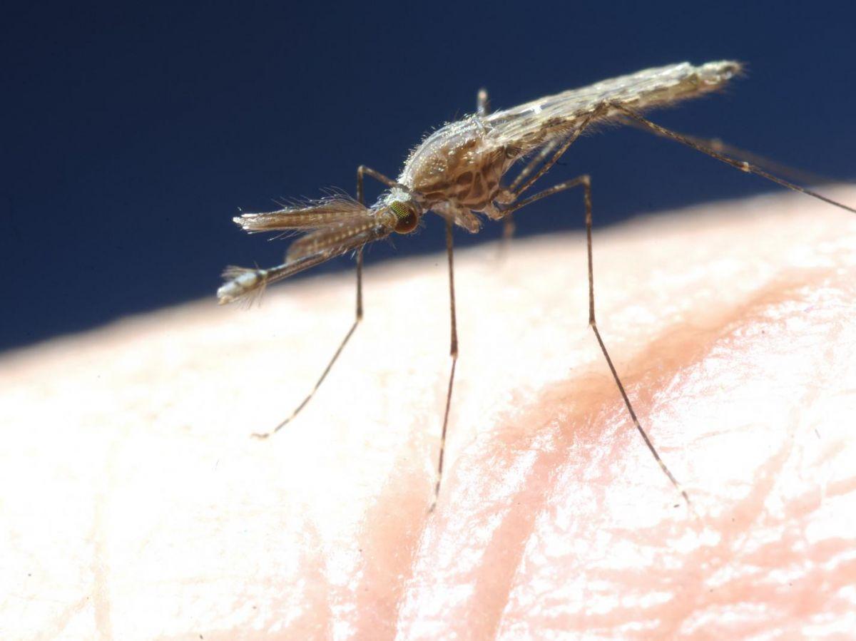 Moustiques Asiatiques et Sang Humain Depuis 2 Millions d'Années Moustiques Asiatiques et Sang Humain Depuis 2 Millions d'Années