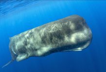 Cachalots Utilisent des Coups de Tête Selon Drone Cachalots Utilisent des Coups de Tête Selon Drone