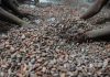 Une Loi Européenne Inquiète les Producteurs de Cacao Ouest-Africains Une Loi Européenne Inquiète les Producteurs de Cacao Ouest-Africains