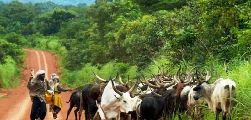 Haut-Uele : un civil tué et deux autres grièvement blessés par des Mbororo à Dungu Haut-Uele : un civil tué et deux autres grièvement blessés par des Mbororo à Dungu