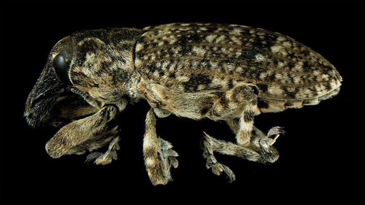 Un insecte sénégalais affole les Américains Un insecte sénégalais affole les Américains