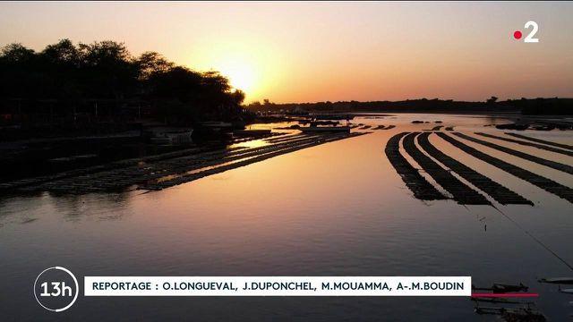 Gastronomie : des huîtres de Noirmoutier dans les eaux chaudes du Sénégal Gastronomie : des huîtres de Noirmoutier dans les eaux chaudes du Sénégal