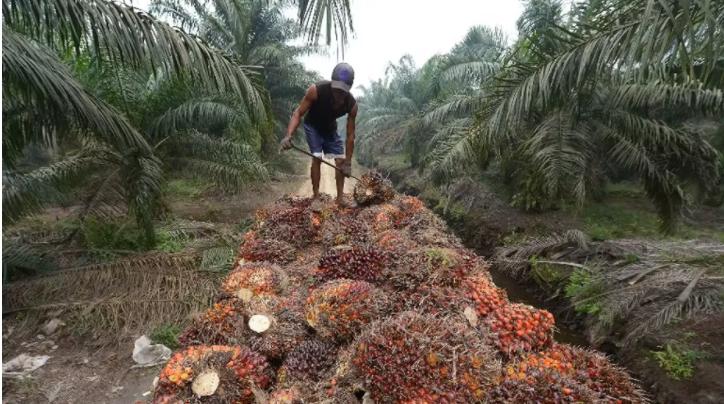 « La RDC peut multiplier par cinq sa production d’huile de palme sans affecter ses forêts et sans satisfaire ses besoins propres » (Nicolas Kazadi) « La RDC peut multiplier par cinq sa production d’huile de palme sans affecter ses forêts et sans satisfaire ses besoins propres » (Nicolas Kazadi)