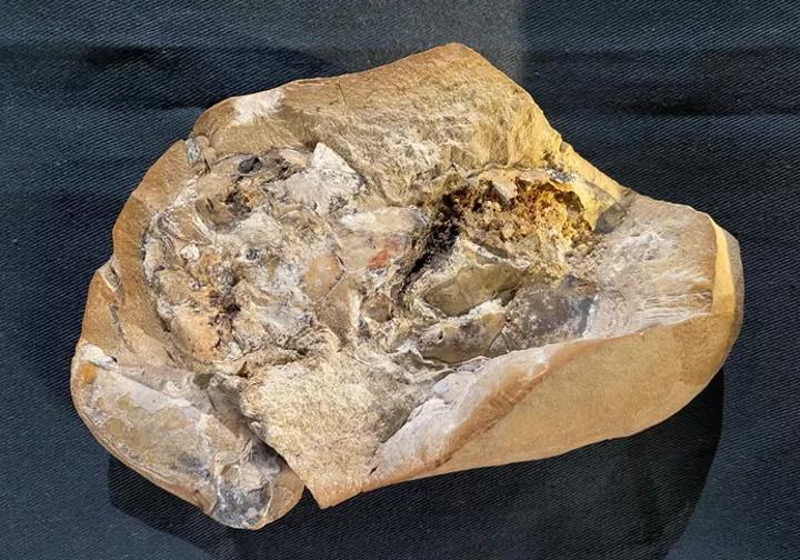 Le plus vieux cœur du monde découvert chez un poisson préhistorique
