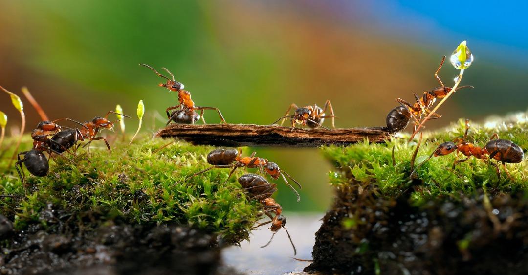 La science a calculé le nombre de fourmis vivant sur Terre