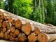 Mai-Ndombe : plus de 260 grumes illégaux saisis par les services étatiques Mai-Ndombe : plus de 260 grumes illégaux saisis par les services étatiques