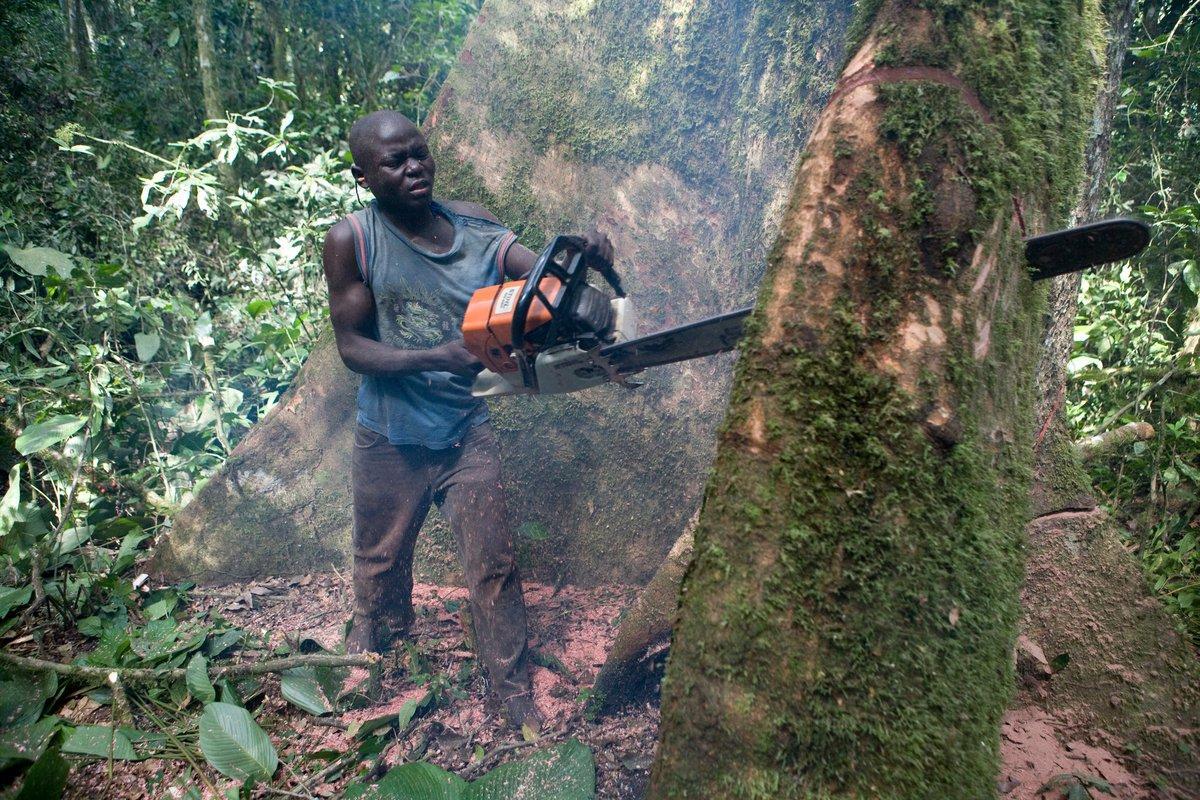 Dans Le Bassin Du Congo Les Droits Bafou S Des Peuples Autochtones