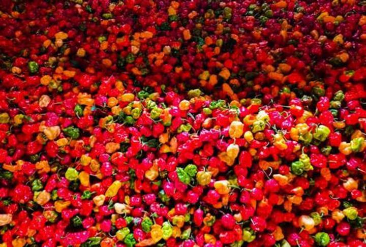 La RDC veut développer la chaîne de valeur de son piment La RDC veut développer la chaîne de valeur de son piment