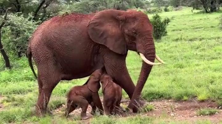 Kenya : rare naissance d'éléphants jumeaux Kenya : rare naissance d'éléphants jumeaux