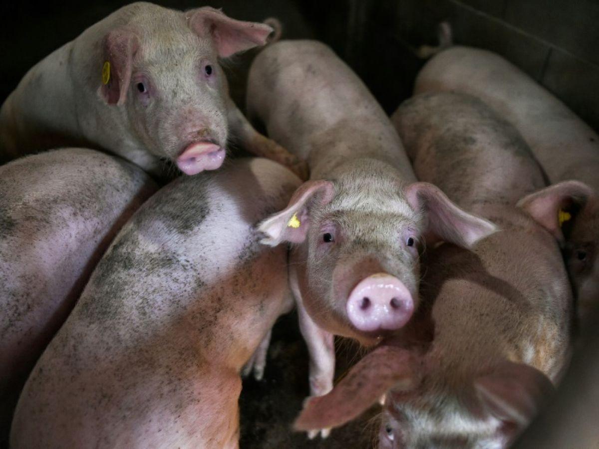 Royaume-Uni : un cas de grippe porcine détecté chez un humain Royaume-Uni : un cas de grippe porcine détecté chez un humain