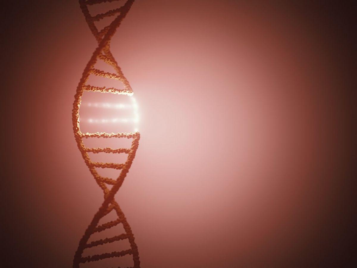 Mystère génétique : lorsque la fertilité s'améliore, la durée de vie diminue Mystère génétique : lorsque la fertilité s'améliore, la durée de vie diminue