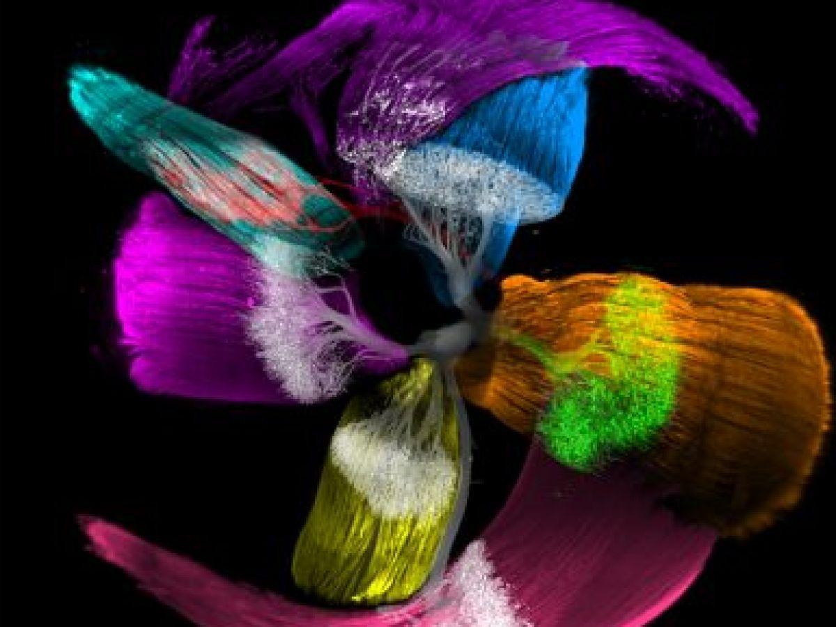 Découvrez la première cartographie 3D d'une tête d'embryon humain Découvrez la première cartographie 3D d'une tête d'embryon humain