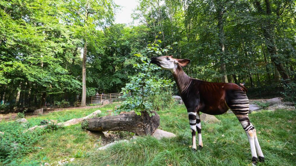 Ituri : des expatriés chinois intensifient l'exploitation minière dans la réserve de faune à Okapi (Alerte) Ituri : des expatriés chinois intensifient l'exploitation minière dans la réserve de faune à Okapi (Alerte)