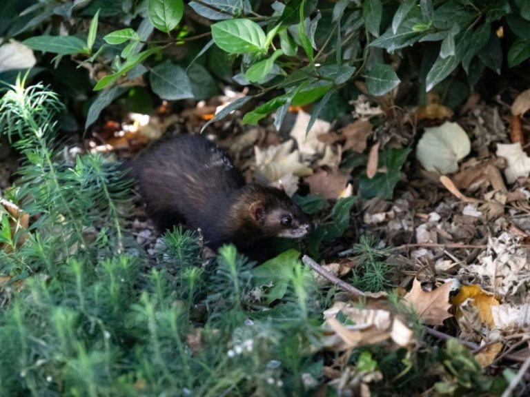 Marseille renouvelle son partenariat avec les furets pour chasser les ...