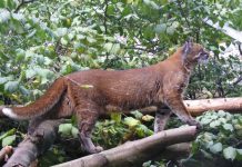 Félin Insaisissable Filmé Pour La Première Fois En Thaïlande Félin Insaisissable Filmé Pour La Première Fois En Thaïlande