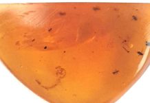 Moustiques Fossiles De 99 Millions D’Années Découverts Moustiques Fossiles De 99 Millions D'Années Découverts