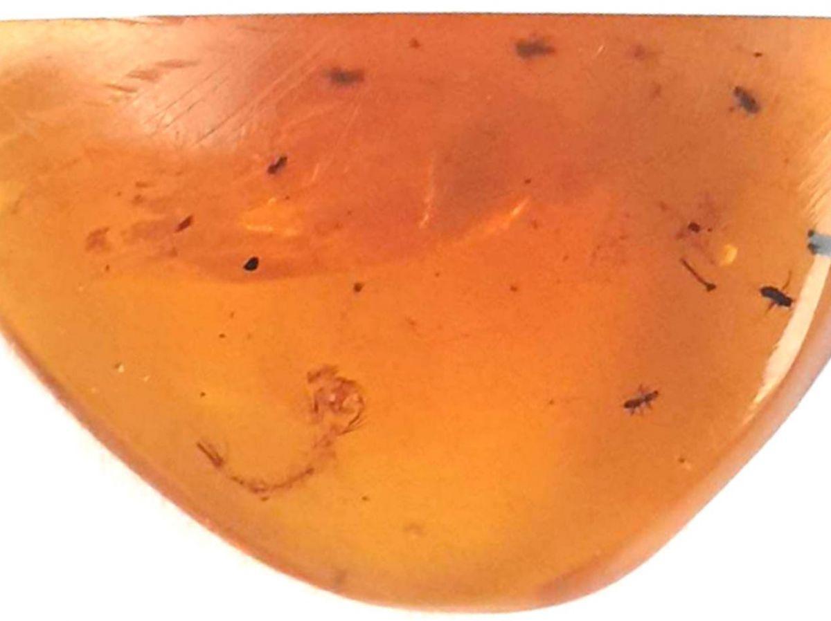 Moustiques Fossiles De 99 Millions D'Années Découverts Moustiques Fossiles De 99 Millions D'Années Découverts