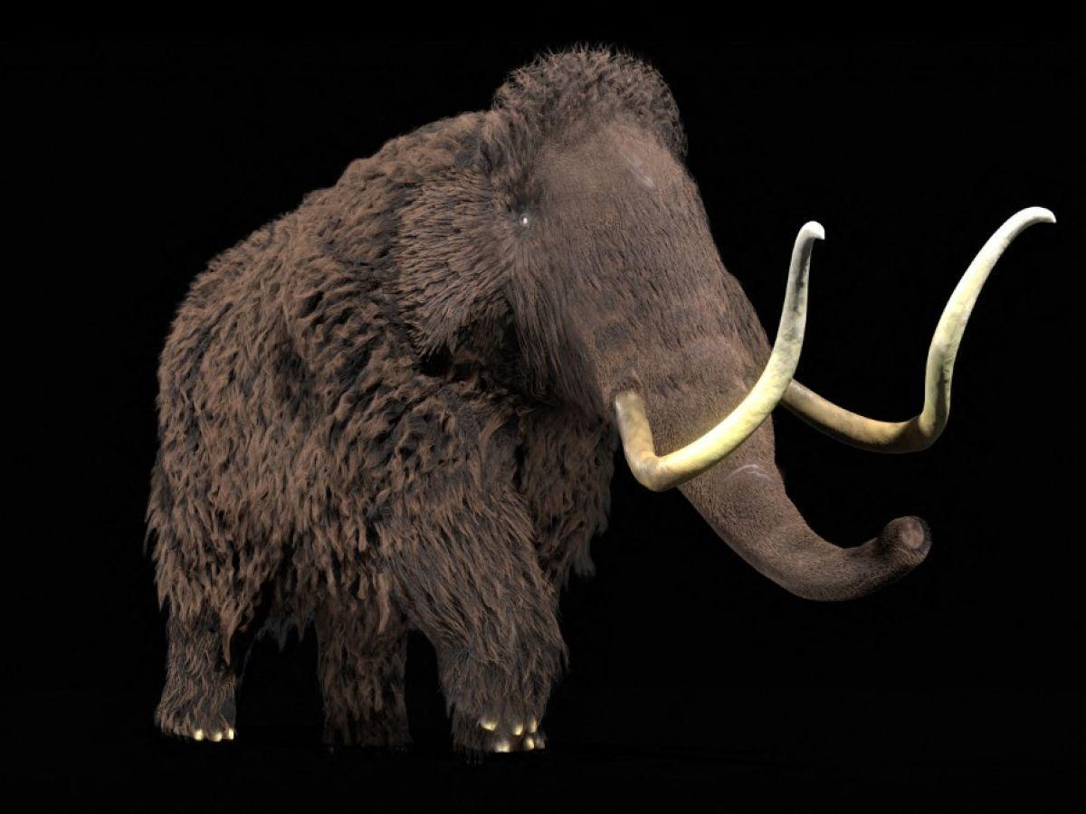 Dent De Mammouth Révèle Ses Secrets Après Un Siècle Dent De Mammouth Révèle Ses Secrets Après Un Siècle