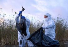 Grippe Aviaire: une Situation « préoccupante » en Europe Grippe Aviaire: une Situation "préoccupante" en Europe