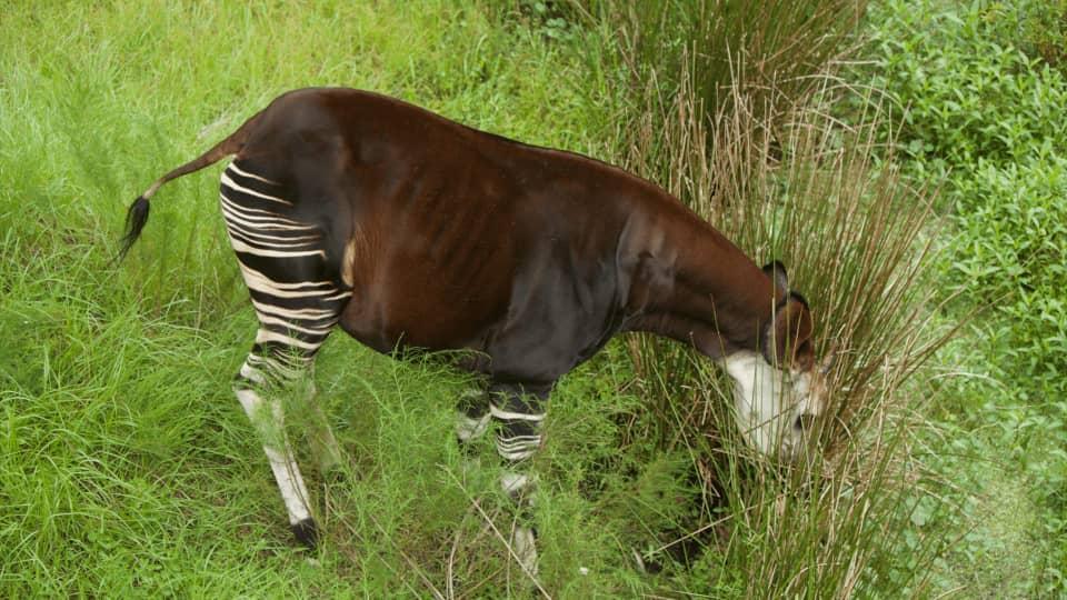 Braconniers Arrêtés Après Abattage d'un Okapi à Wamba Braconniers Arrêtés Après Abattage d'un Okapi à Wamba