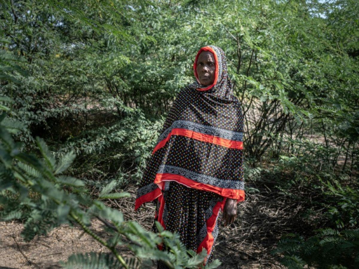 Le Fléau Du Prosopis En Éthiopie Le Fléau Du Prosopis En Éthiopie
