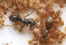 Manipulation des esprits chez les fourmis pour tuer la reine Manipulation des esprits chez les fourmis pour tuer la reine