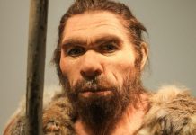 Nez De Néandertal Plus Adapté Au Froid Que Sapiens Nez De Néandertal Plus Adapté Au Froid Que Sapiens