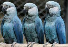 Virus Menace Les Derniers Aras De Spix Sauvages Virus Menace Les Derniers Aras De Spix Sauvages