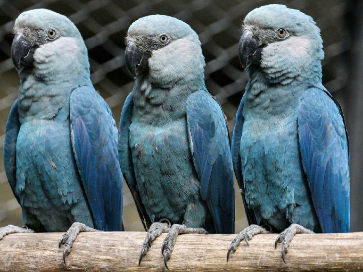 Virus Menace Les Derniers Aras De Spix Sauvages Virus Menace Les Derniers Aras De Spix Sauvages