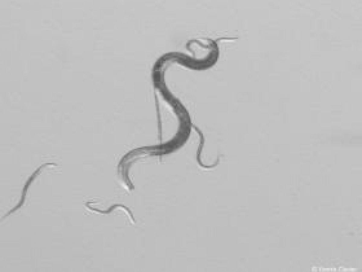 Qu'Est-Ce que le Nématode du Pin, qui Envahit les Landes? Qu'Est-Ce que le Nématode du Pin, qui Envahit les Landes?