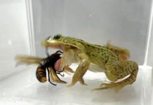 Frelons Géants Contre Grenouilles: Étude Japonaise Étonnante Frelons Géants Contre Grenouilles: Étude Japonaise Étonnante